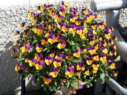 bush of pansies in a flower pot