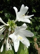 cute white flowers in the garden