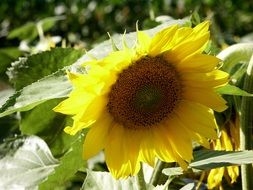 sun flower blossom closer view