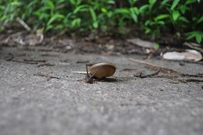 snail on the path in the forest