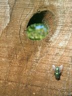 Green fly on the wood