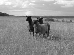 Black and white photo of the animals in Sweden