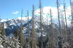 Oblong trees against the background of snow-capped mountains