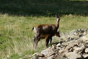 wonderful chamois animals