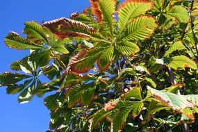 chestnut tree foliage