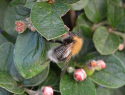 hummel blossom