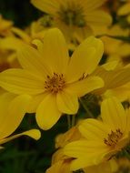 yellow cosmos flowers close up