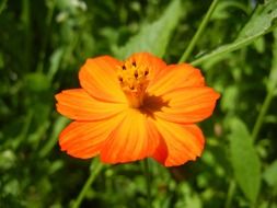 round orange flower in a green meadow