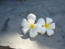 two white flowers in the play of light and shadow