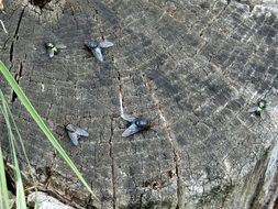 fly wood tree