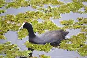 Coot on water among duckweed