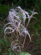 fireweed in autumn