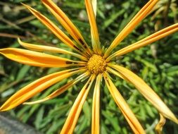 botanical, fresh, spring flower