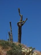 extraordinary beautiful cactus desert in arizona