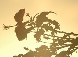 shade of a Bush landscape