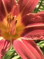 inflorescence of the Pink flower closeup