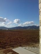 panorama of autumn vineyards