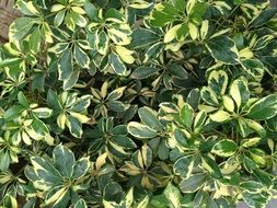 Top view of small leaves