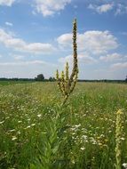 verbascum thapsus