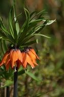 unusually beautiful orange blossom