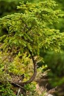 green pine in the forest