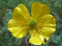 ranunculus acris buttercup