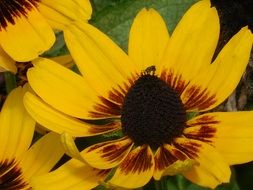 black eyed Susan in a garden