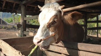 cow in a farm pen