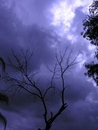 tree against the backdrop of a gloomy sky