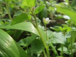 veronica hederifolia, blooming plant