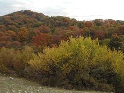 autumn trees in the forest in highland