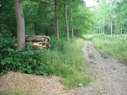 The path among the green forest