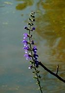 Autumnal Purple flowers on the water