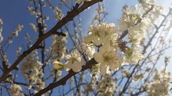 blooming tree branches against the clear sky