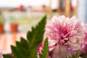 Pink valentine flowers