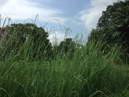 Natural green grass