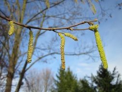 Earrings on a tree close up