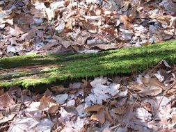 green moss on the bark of a tree on the ground