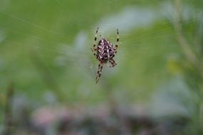 macro of a spider on cobweb