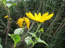 yellow sunflower among tall green grass