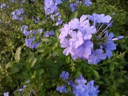 field of wild purple flowers