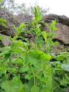 hypericum perforatum green plant