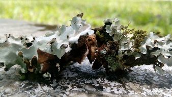 unusual white plant closeup