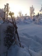 winter morning in the forest