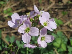 cuckooflower cardamine pratensis