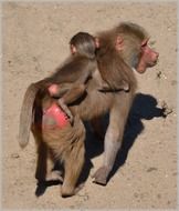 baboons family in the zoo, amsterdam