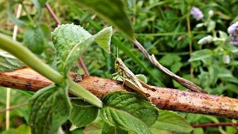 Green grasshopper sitting on the branch among the green plants