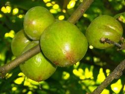 benahong green fruits