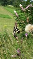 butterfly on a summer meadow on a clear day