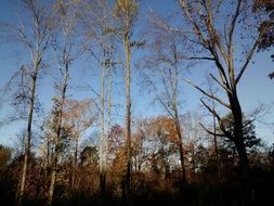 Picture of trees against the sky